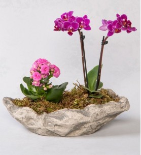 dekoratif saksıda mini orkide 